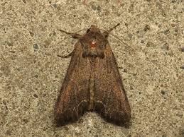 Attēlu rezultāti vaicājumam “Lacanobia suasa”