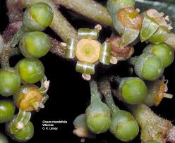 Attēlu rezultāti vaicājumam “Vitaceae”