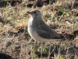 Image result for Glareola pratincola