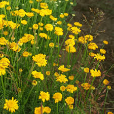 Image result for Färberkamille