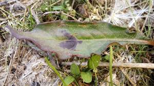 Attēlu rezultāti vaicājumam “Persicaria lapathifolia leaf”