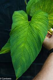 Attēlu rezultāti vaicājumam “Cliostomum corrugatum”