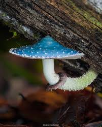 Attēlu rezultāti vaicājumam “Cribraria purpurea macro”