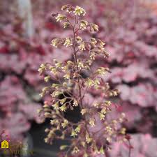 Image result for Heuchera `Midnight Rose`