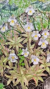 Attēlu rezultāti vaicājumam “Pinguicula alpina”