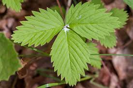 Attēlu rezultāti vaicājumam “Fragaria vesca leaf”