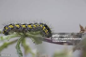 Attēlu rezultāti vaicājumam “Callimorpha dominula larva”