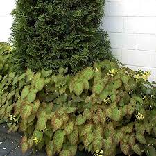 Image result for Elfenspiegel