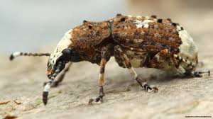 Attēlu rezultāti vaicājumam “Platystomos albinus”