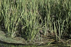 Attēlu rezultāti vaicājumam “Sparganium neglectum”