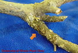 Attēlu rezultāti vaicājumam “Dianema nivale spores”