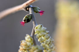 Attēlu rezultāti vaicājumam “Betula humilis female flower”