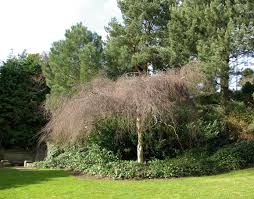 Attēlu rezultāti vaicājumam “Betula pendula Youngii”