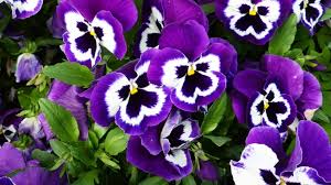 Image result for Viola x wittrockiana `Hiemalis`