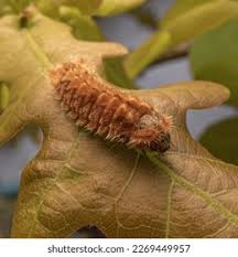 Attēlu rezultāti vaicājumam “Favonius quercus”