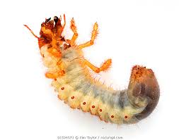 Attēlu rezultāti vaicājumam “Melolontha melolontha”