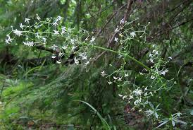 Attēlu rezultāti vaicājumam “Galium schultesii fruit”