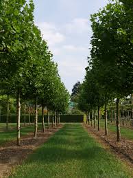 Attēlu rezultāti vaicājumam “Platanus x hispanica (syn. Platanus x acerifolia)”