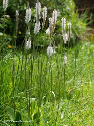 Attēlu rezultāti vaicājumam “Plantago media”