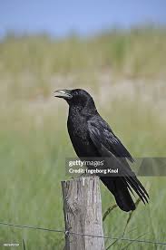 Attēlu rezultāti vaicājumam “Corvus frugilegus”