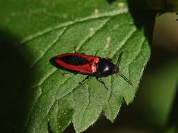 Attēlu rezultāti vaicājumam “Ampedus sanguinolentus”