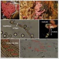 Attēlu rezultāti vaicājumam “Arcyria major”