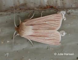 Attēlu rezultāti vaicājumam “Mythimna flammea”