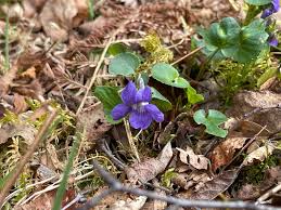 Attēlu rezultāti vaicājumam “Viola riviniana fruit”