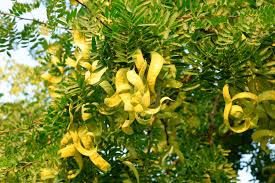 Attēlu rezultāti vaicājumam “Gleditsia triacanthos fruit”