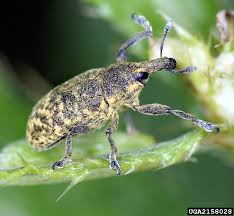 Attēlu rezultāti vaicājumam “Carlina biebersteinii bud”