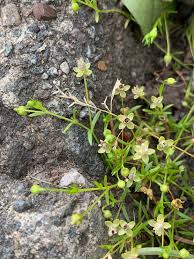Attēlu rezultāti vaicājumam “Sagina procumbens fruit”