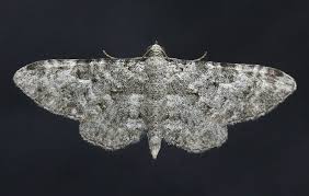 Attēlu rezultāti vaicājumam “Eupithecia venosata”