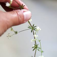 Attēlu rezultāti vaicājumam “Galium uliginosum”