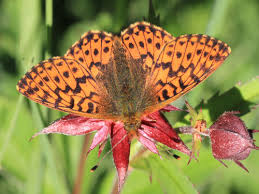 Attēlu rezultāti vaicājumam “Boloria aquilonaris underside”