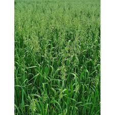 Attēlu rezultāti vaicājumam “Avena sativa”