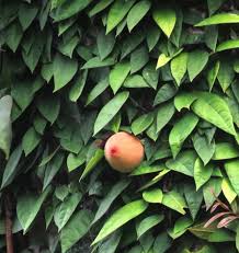 Attēlu rezultāti vaicājumam “Jovibarba globifera fruit”