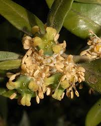 Attēlu rezultāti vaicājumam “Buxus sempervirens flower”