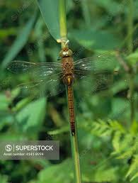 Attēlu rezultāti vaicājumam “Aeshna isoceles”