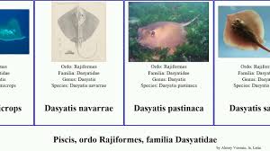 Image result for Dasyatis chrysonota
