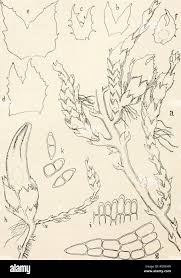 Attēlu rezultāti vaicājumam “Cephaloziella elachista”