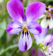 Image result for Veilchen