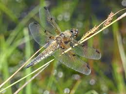 Attēlu rezultāti vaicājumam “Libellula quadrimaculata exuvia”