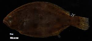 Image result for Paralichthys albigutta