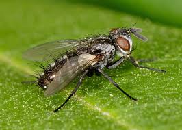 Attēlu rezultāti vaicājumam “Tachinidae”