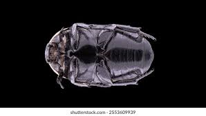 Attēlu rezultāti vaicājumam “Dasytes caeruleus imago”