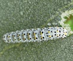 Attēlu rezultāti vaicājumam “Cucullia verbasci”