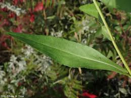 Attēlu rezultāti vaicājumam “Symphyotrichum x salignum leaf”