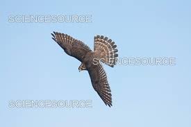 Image result for Falco columbarius