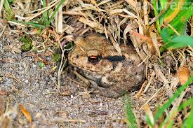 Attēlu rezultāti vaicājumam “Bufo bufo juvenile”