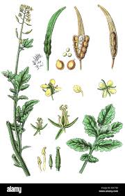 Attēlu rezultāti vaicājumam “Sinapis alba”